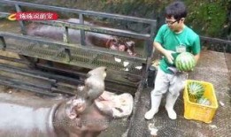 喂驴打一嘴巴子吃瓜娱乐,一场意外的网络狂欢