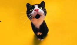 娱乐吃瓜君猫生气歌,萌宠音乐新潮流