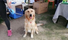 吃瓜网每日大赛困困狗,吃瓜网每日大赛的萌宠明星