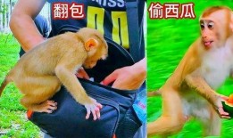 吃瓜长得像猴子的网红,吃瓜达人化身猴王，走红网络！”