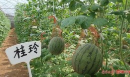 广西吃瓜网,揭秘广西美食圈的热辣新鲜事