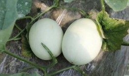 一起吃瓜官网 蘑菇,一起吃瓜官网带你探索美味与营养的完美结合