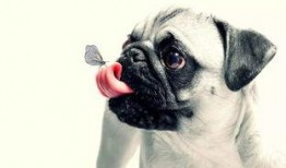 吃瓜网每日大赛困困狗,吃瓜网每日大赛的萌宠明星