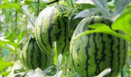 我爱吃瓜官网免费吃瓜小说,揭秘我爱吃瓜官网小说世界