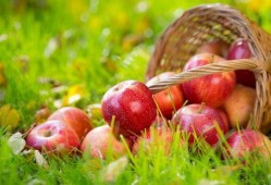 5.1吃瓜网官网苹果版,轻松畅享最新娱乐资讯，尽在掌握