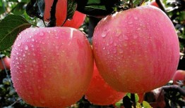 5.1吃瓜网官网苹果版,轻松畅享最新娱乐资讯，尽在掌握