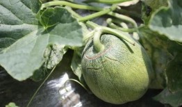 一起吃瓜官网 蘑菇,一起吃瓜官网带你探索美味与营养的完美结合