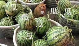 娱乐吃瓜在国外火不火了