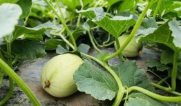 网红吃瓜入口微信,揭秘娱乐圈幕后真相