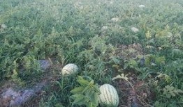 吃瓜论坛有哪些,热门话题与网友热议一览