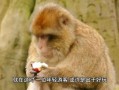 吃瓜长得像猴子的网红,吃瓜达人化身猴王，走红网络！”