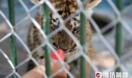 喂驴打一嘴巴子吃瓜娱乐,一场意外的网络狂欢