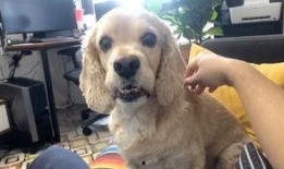 吃瓜网每日大赛困困狗,吃瓜网每日大赛的萌宠明星