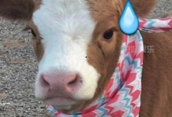 抖音娱乐吃瓜酱的配音