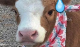 抖音娱乐吃瓜酱的配音